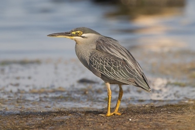 Foto de Socozinho (Butorides striata)