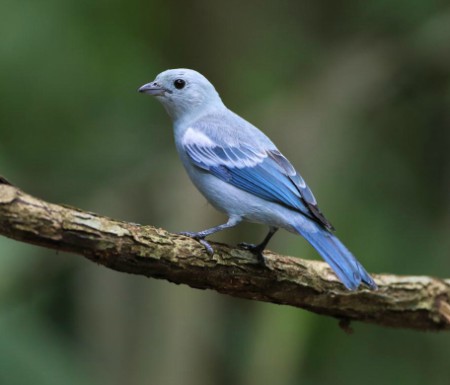 Foto de Tángara Azulada (Tangara johannae)