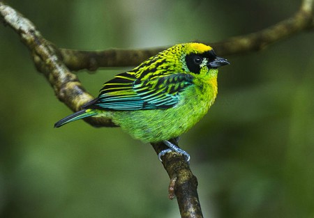 Foto de Tangará Carinegra (Tangara nigrocincta)