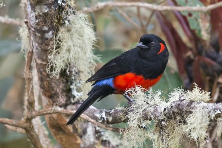 Foto de Tangara Ventriescarlata (Tangara parzudakii)