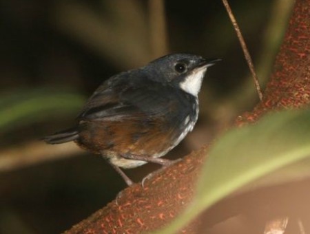 Foto de Tapaculo de Perijá (Scytalopus perijanus)