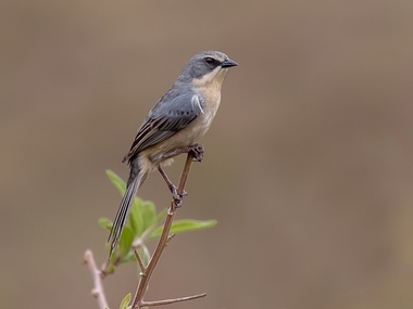 Foto de Tico-Tico do Banhado (Donacospiza albifrons)