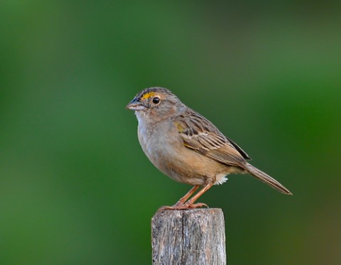 Foto de Tico-Tico do Campo (Ammodramus humeralis)
