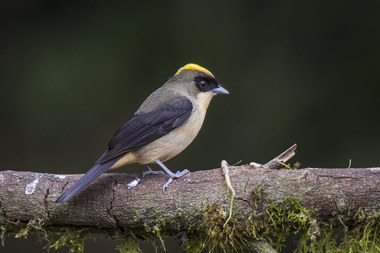 Foto de Tié de Topete (Trichothraupis melanops)