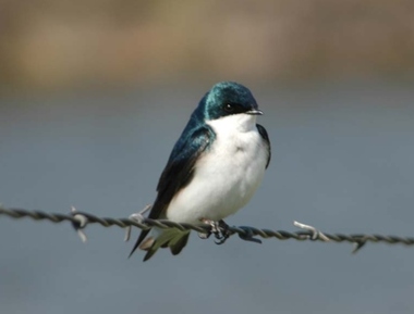 Foto de Tree Swallow (Tachycineta bicolor)