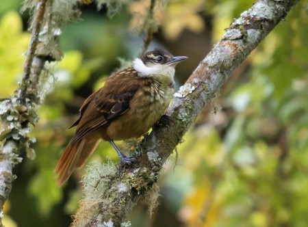 Foto de Trepamusgos Barbablanca Andino (Syndactyla subalaris)