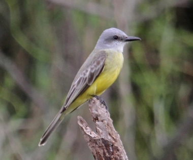 Foto de Tropical Kingbird (Tyrannus melancholicus)