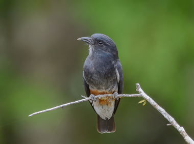 Foto de Urubuzinho (Cathartes aura)