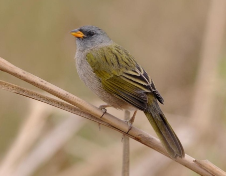 Foto de Verdón (Embernagra platensis)