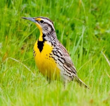 Foto de Western Meadowlark (Sturnella neglecta)