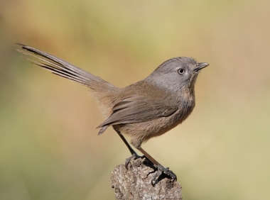 Foto de Wrentit (Chamaea fasciata)