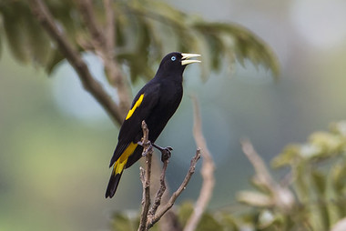 Foto de Xexéu (Cacicus cela)
