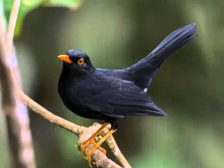 Foto de Zorzal Negro (Turdus serranus)