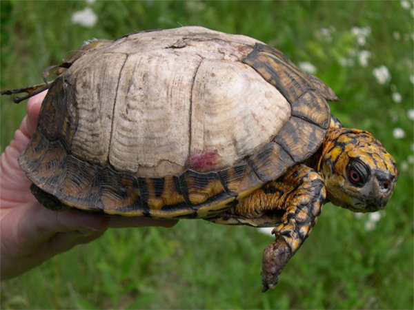 Burned turtle from prescribed burns in forest.