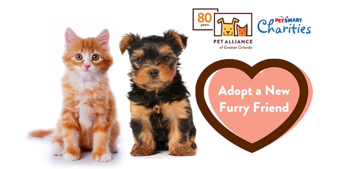 May Paw Street Journal Pet Alliance Of Greater Orlando May Paw Street Journal Pet Alliance Of Greater Orlando