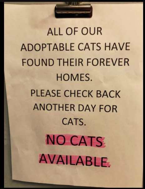 No Cats Available