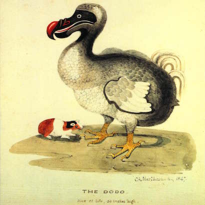 Dodo Bird