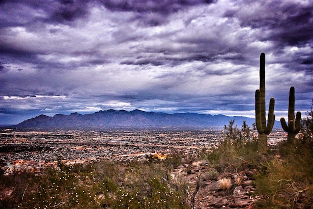 Sahuaro cactus standing guard over the Tucson Valley.