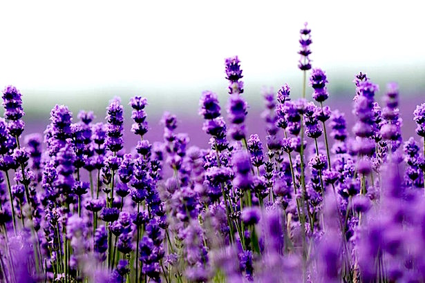 Blanco Lavender - Texas Hill Country