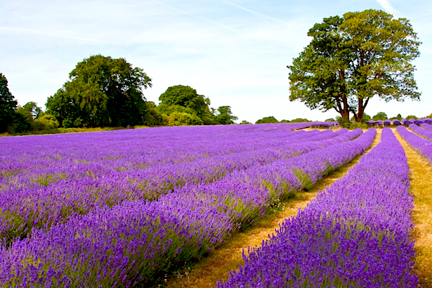 Blanco Lavender - Texas Hill Country