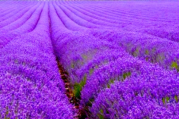Blanco Lavender - Texas Hill Country