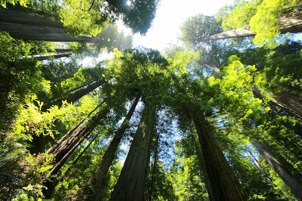 BlueSkyTraveler.com - Santa Cruz - Redwoods