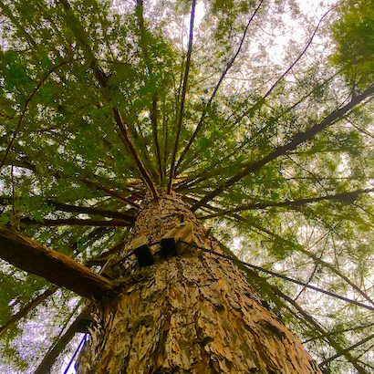 BlueSkyTraveler.com - Santa Cruz - Redwoods
