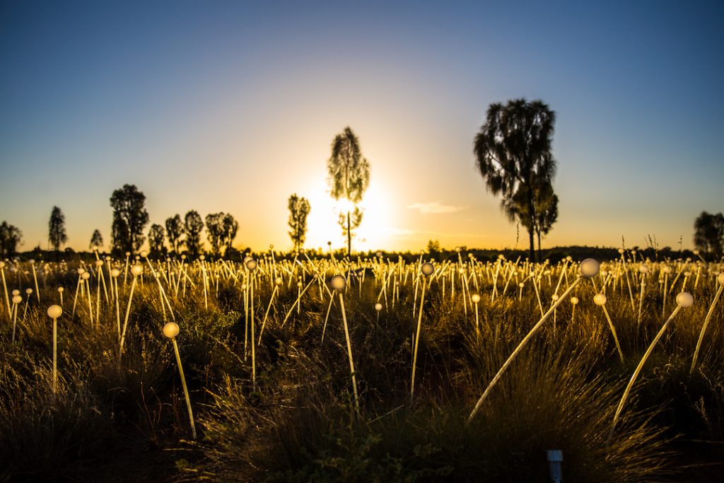 Australia - Uluru - Field of LIght