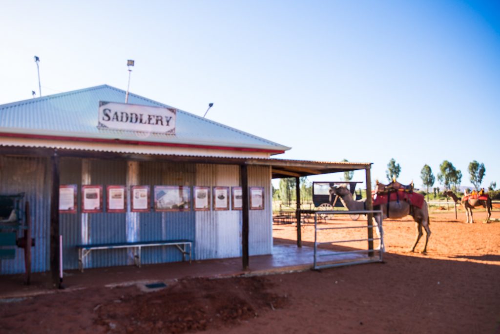Australia - Uluru - Camel Tours