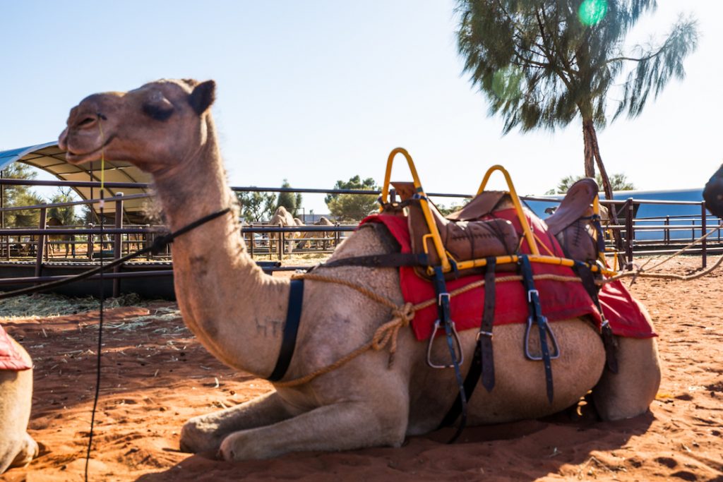 Australia - Uluru - Camel Tours