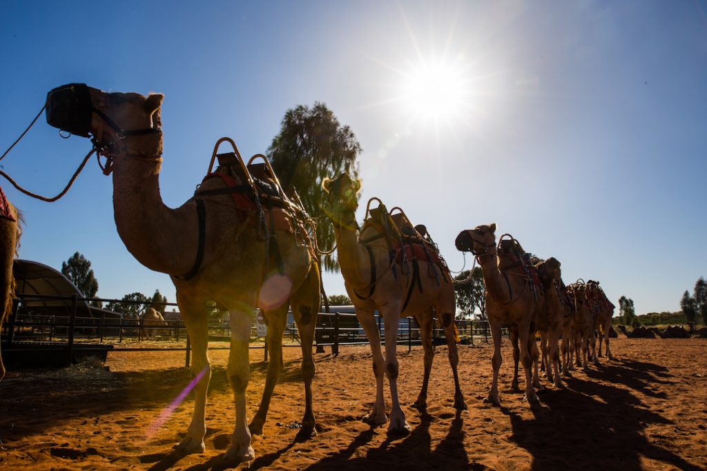 Australia - Uluru - Camel Tours