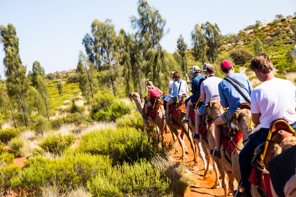 Australia - Uluru - Camel Tours