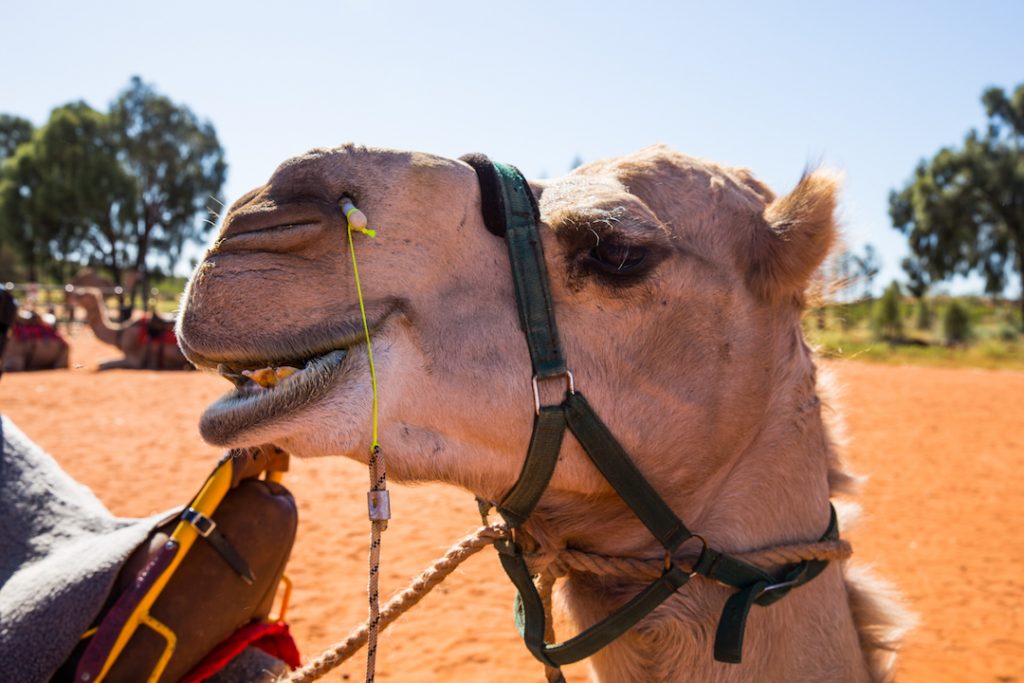 Australia - Uluru - Camel Tours