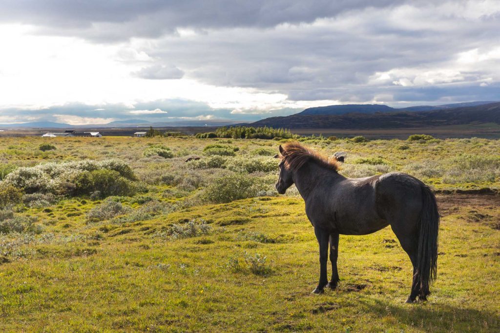 BlueSkyTraveler Iceland