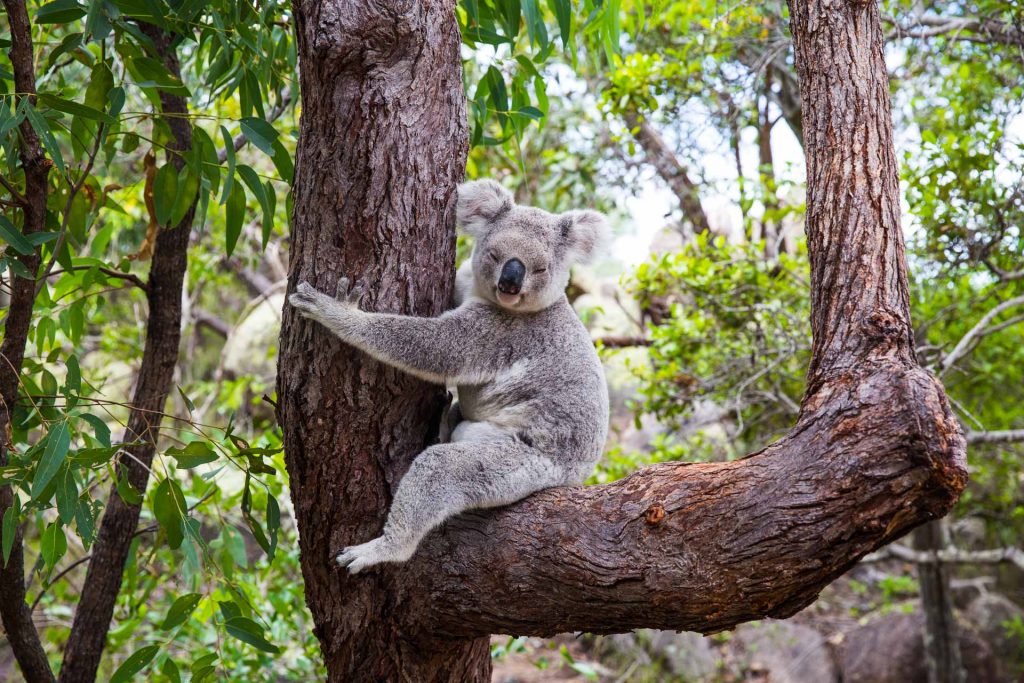 BlueSkyTraveler.Australia.Koala_