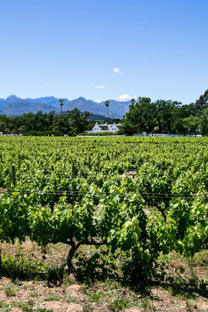 Cape Winelands
