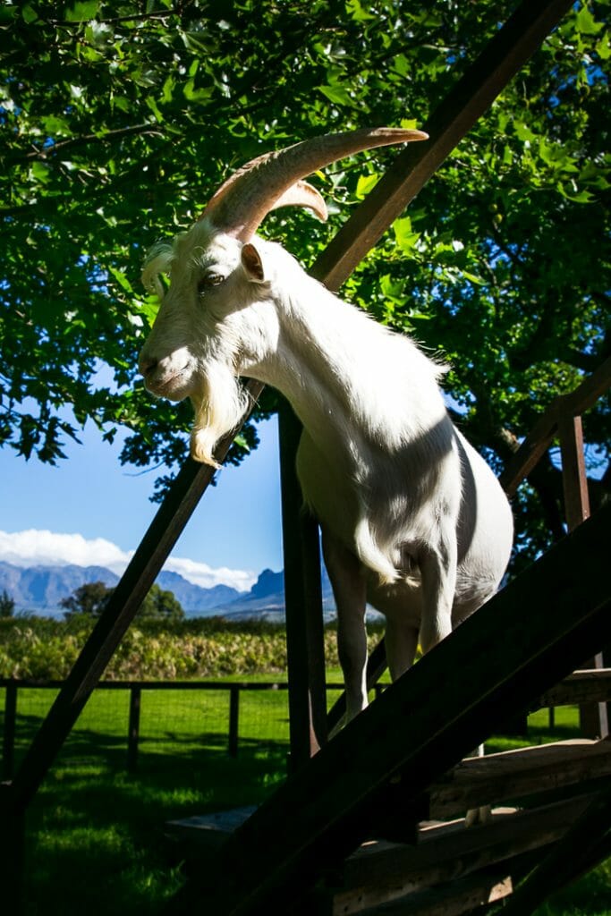 Cape Winelands