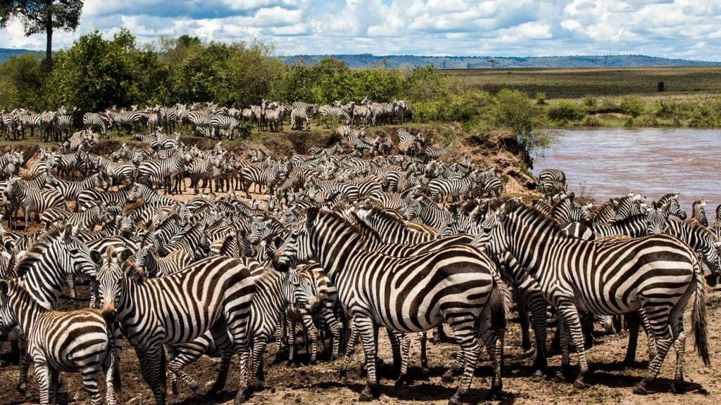 Africa - Kenya - Zebra Migration