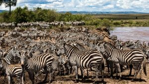 Africa - Kenya - Zebra Migration