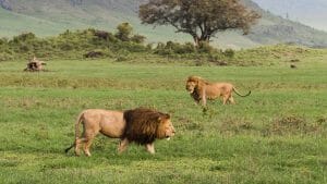 Tanzania Lions
