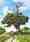 Un seul arbre dans une plaine se tient comme un grand homme