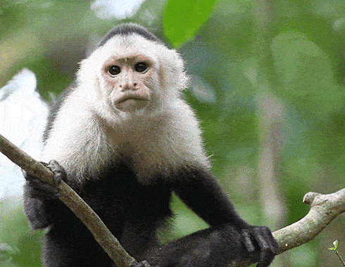 Monkey see, monkey do: the vast majority of us imitate what we see other people doing without thinking about what we are doing