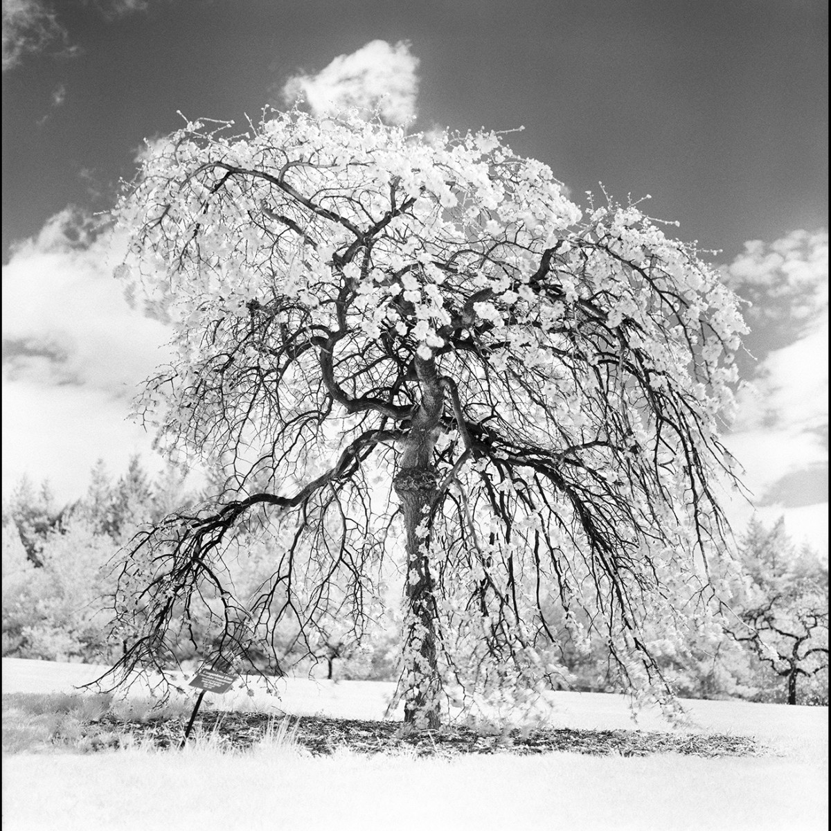 Rollei Superpan 200 ISO 35mm Film - 36 Exposures