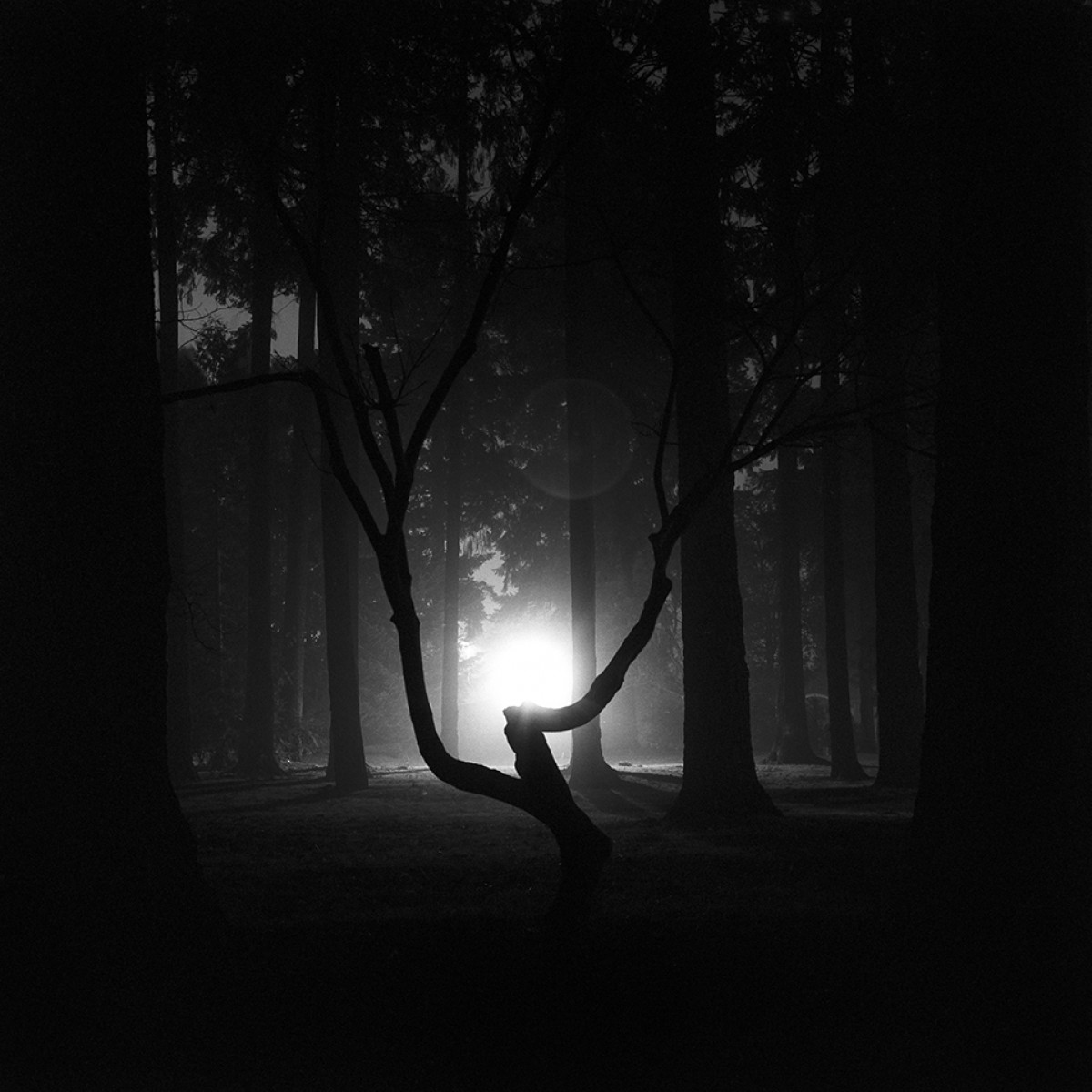Kodak Tri-X TXP 320 4x5 Film - 10 Sheets