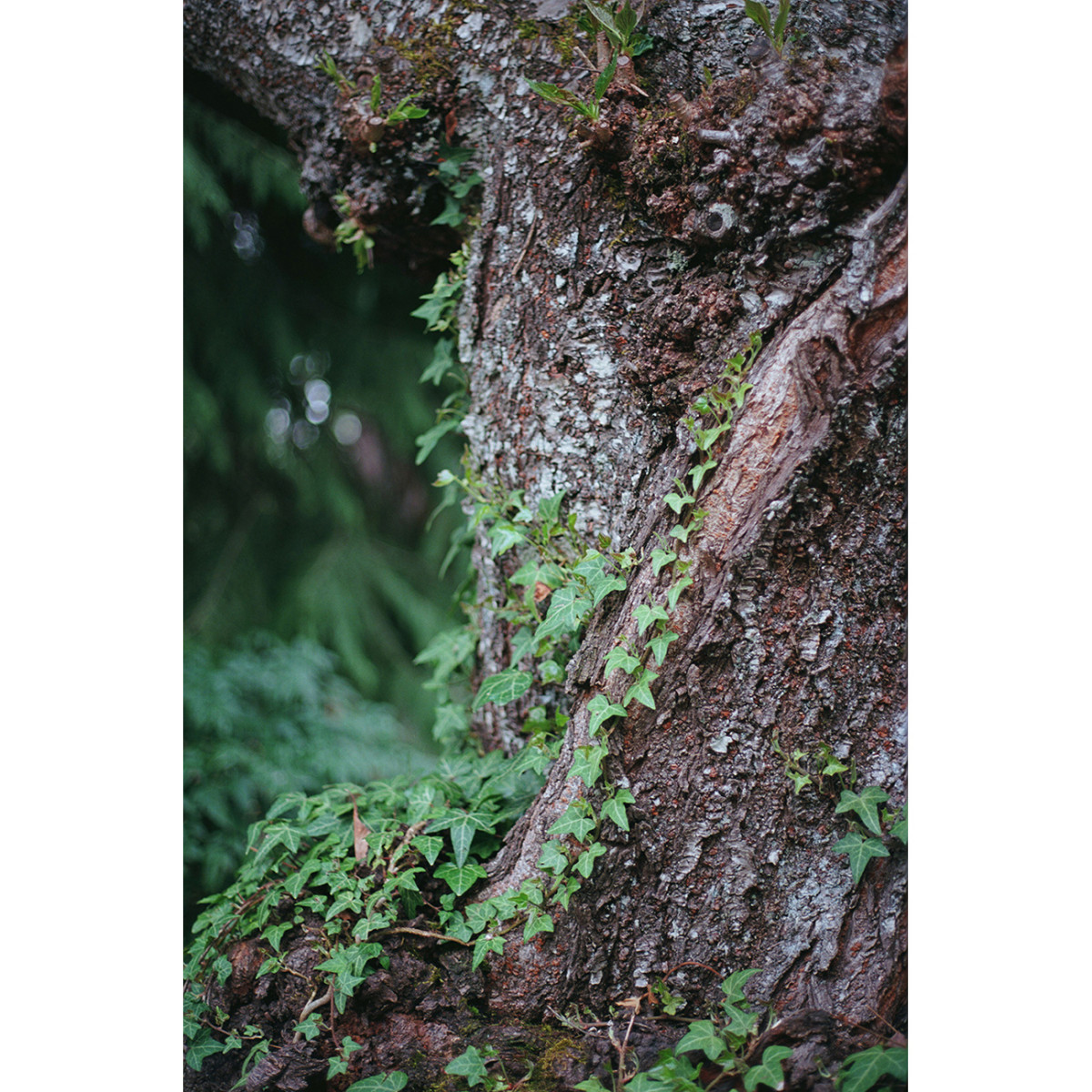 Kodak Ektar 100 35mm Film - 36 Exposures