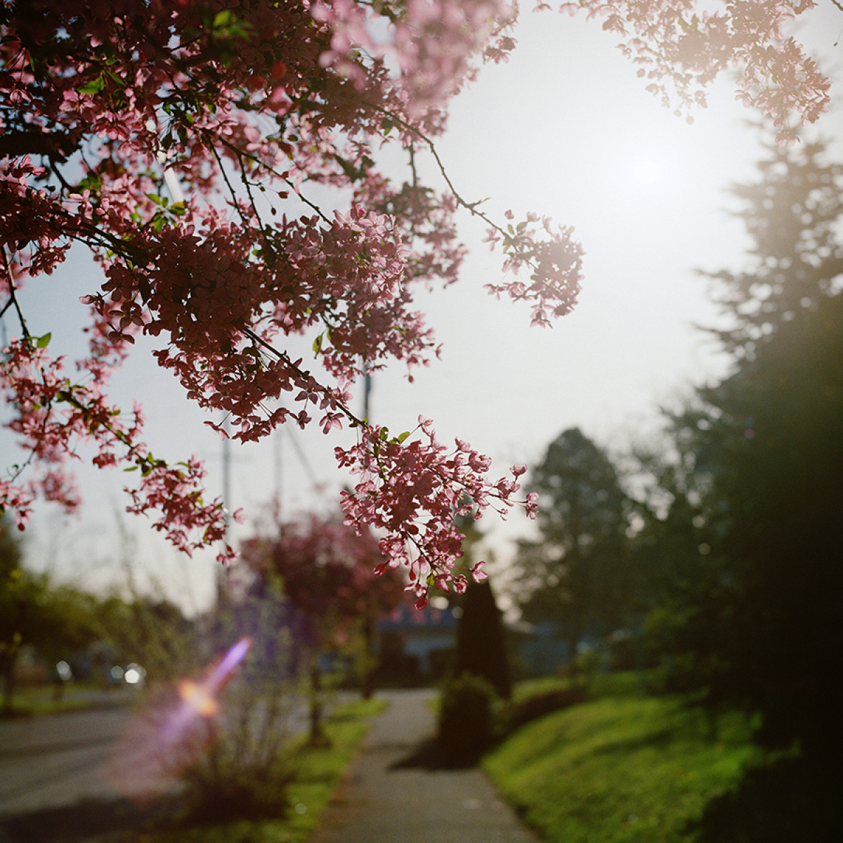 Kodak Gold 200 Film - 120 Single Roll