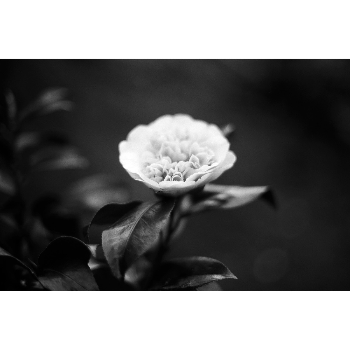 Ilford Ortho Plus Film - 36 Exposures
