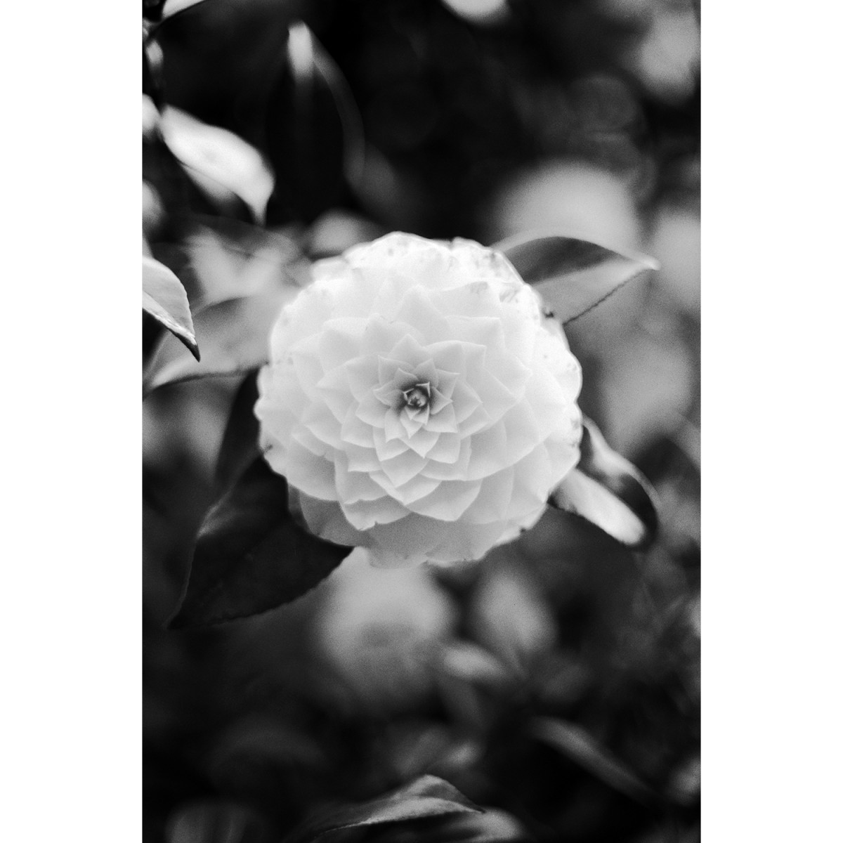 Ilford Ortho Plus Film - 36 Exposures
