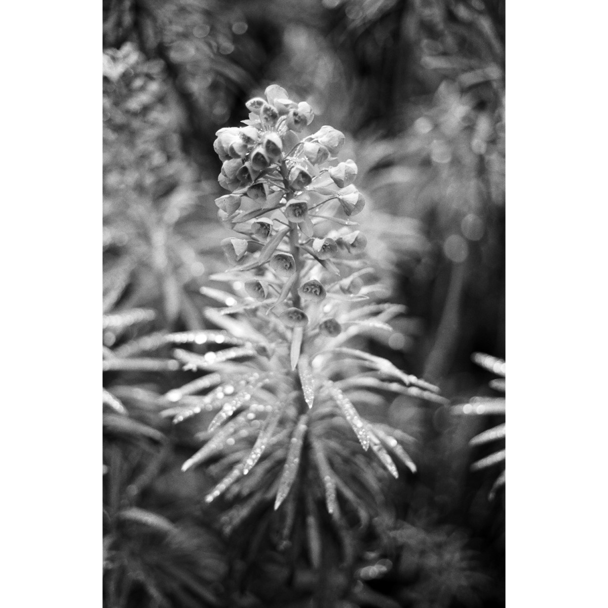 Ilford Ortho Plus Film - 36 Exposures