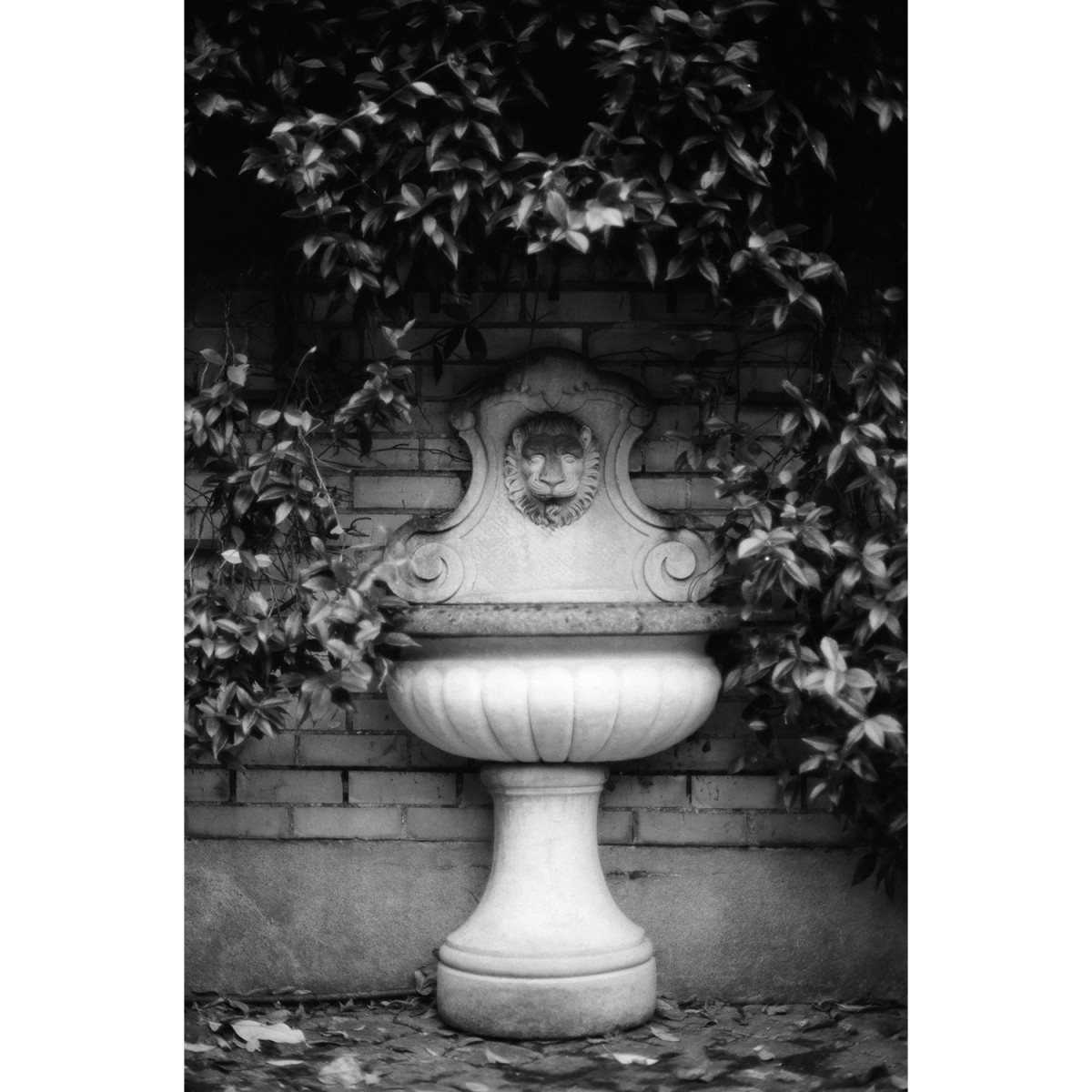 Lomography Earl Grey 100 35mm Film - 36 exposures